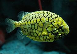 Pinecone fish.jpg