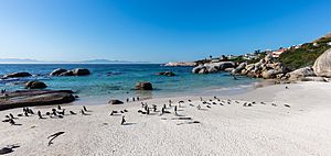 Archivo:Pingüinos de El Cabo (Spheniscus demersus), Playa de Boulders, Simon's Town, Sudáfrica, 2018-07-23, DD 39