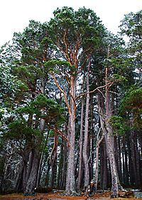 Archivo:Pinus sylvestris Nethybridge