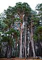Pinus sylvestris Nethybridge