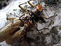 Plecoptera copula