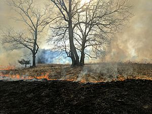 Archivo:Prescribed Burn in Oak Savannah in Iowa