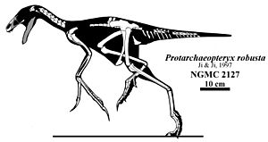 Archivo:Protarchaeopteryx