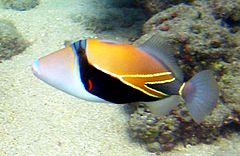 Reef Triggerfish 1.JPG
