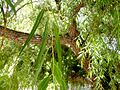 Salix humboldtiana, tronco I