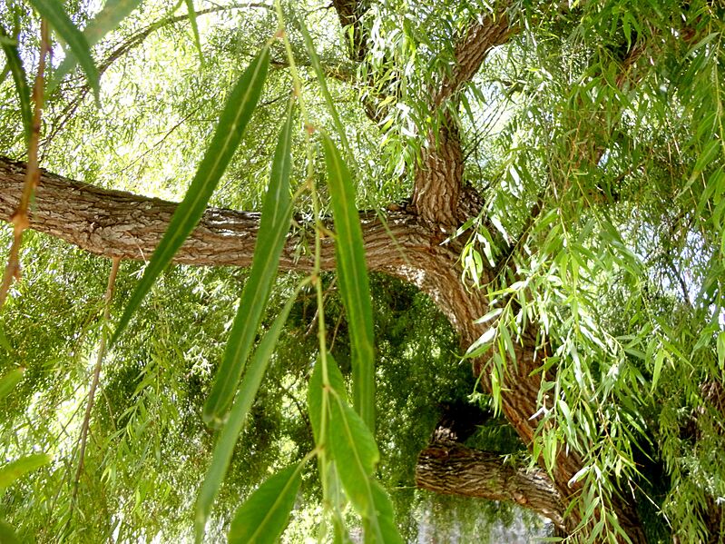 Salix humboldtiana, tronco I