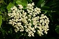 Sambucus canadensis inflorescence 001