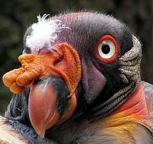 Archivo:Sarcoramphus-papa-king-vulture-closeup-0a