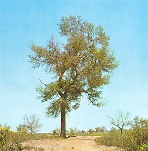 Archivo:Schinopsis lorentzii
