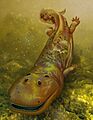 Spathicephalus mirus