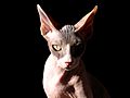 Sphynx cat, lit from one side