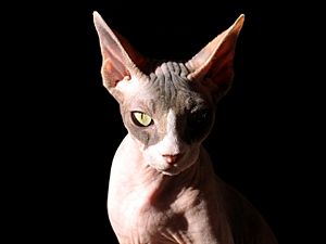 Archivo:Sphynx cat, lit from one side