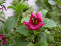 Starr 030603-0002 Geranium arboreum.jpg