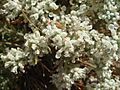 Teucrium polium capitatum 1