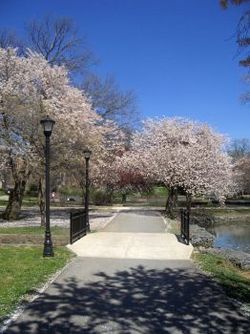 The Pond area in bloom.JPG
