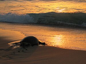 Archivo:TurtleOman