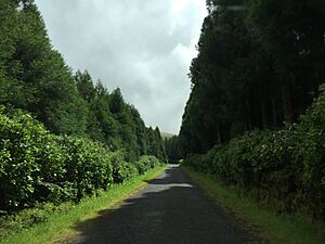 Archivo:Unnamed Road, 9960, Portugal - panoramio (3)