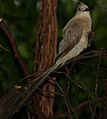 Urocolius macrourus3