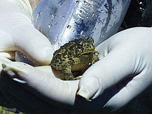 Archivo:Wyoming Toad USFWS Inspected