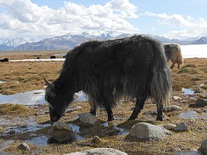 Archivo:Yak at Kara-Kul Lake