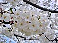 Yoshino Sakura Tidal Basin DC