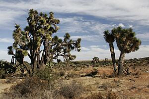 Archivo:Yucca decipiens 3