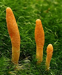 2010-08-06 Cordyceps militaris 1.jpg