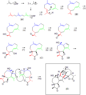 Archivo:Absinthin Biosynthesis3