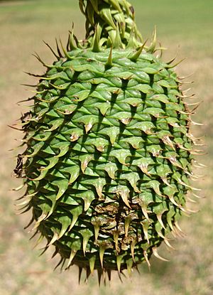 Archivo:Araucaria cunninghamii cone