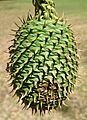 Araucaria cunninghamii cone