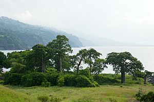 Archivo:Baobabs à Lagoa Azul (São Tomé) (4)