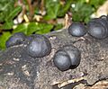 Black Fungi (4032301440)