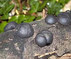 Black Fungi (4032301440).jpg