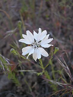 Blepharipappus scaber-5-01-05.jpg
