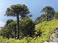 Bosque de araucarias. Cerro junto a Icalma. Región de La Araucanía. Chile