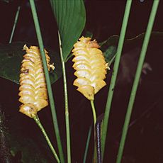 Archivo:Calathea crotalifera 1