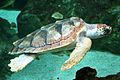 Caretta caretta 060417w2