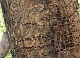 Chinese Evergreen Elm after Yellow-Bellied Sapsucker, February 2012