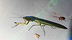Choeradodis columbica.jpg