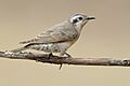 Chrysococcyx osculans - Glen Davis