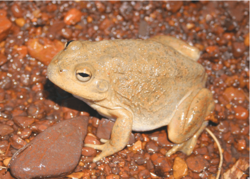 Cyclorana occidentalis, female, lateral view.png
