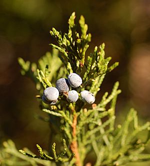 Archivo:Eastern Redcedar Juniperus virginiana 'Corcorcor' Berries 1800px