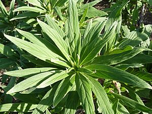 Archivo:Echium callithyrsum (2009) - 2