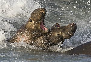 Archivo:Elephant seals fighting