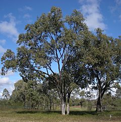 Archivo:Eucalyptus populnea tree