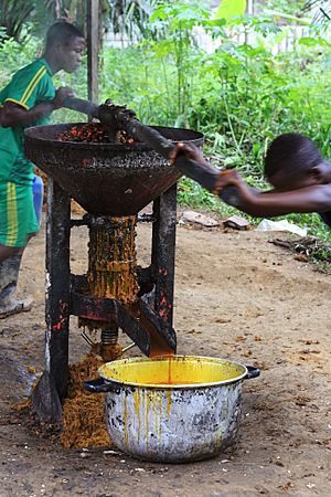 Archivo:Extraction de l'huile de palme dans le village de Tayap