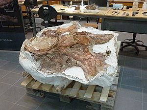 Archivo:Fósiles del titanosauria del Chubut en el Museo Egidio Feruglio de Trelew 16