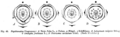 Faboideae diagrams Taub48