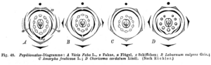 Archivo:Faboideae diagrams Taub48