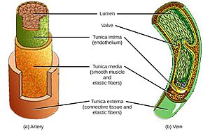 Archivo:Figure 40 03 07